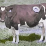 SNIDE - A Cow For Lil (PD)