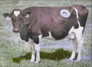 SNIDE - A Cow For Lil (PD)